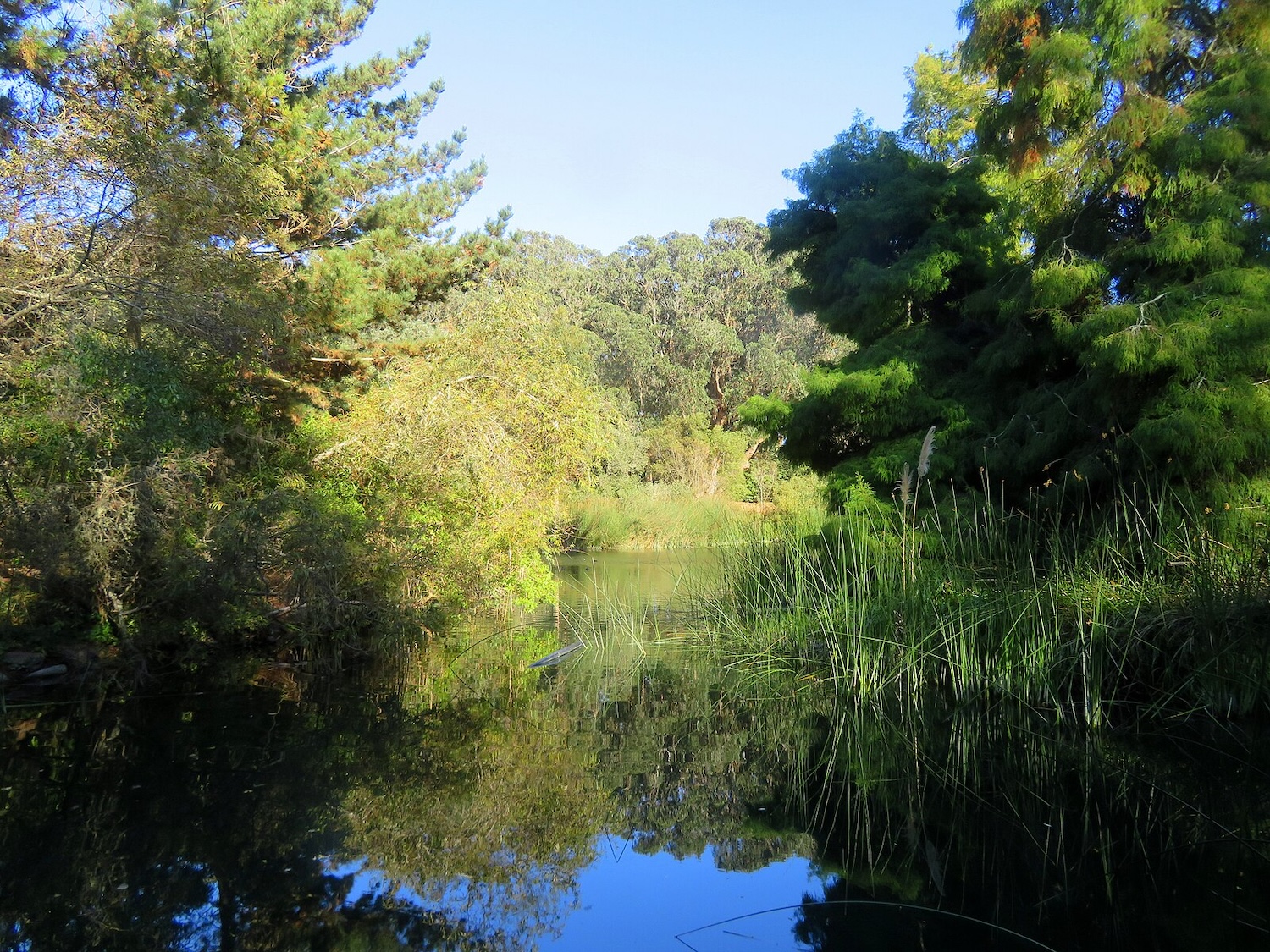 North Lake, Golden Gate Park, no birds in site Alt text
