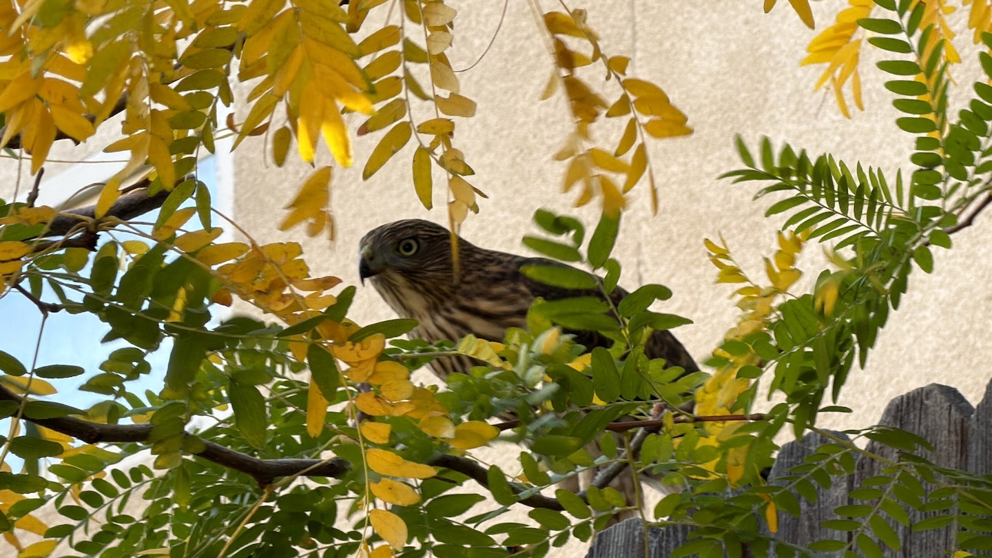 featured photo: Immature Cooper's Hawk